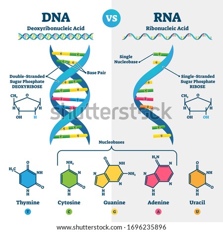 DNA vs RNA vector illustration. Educational genetic acid explanation diagram. Nucleobases structure labeled scheme. Ribonucleic and deoxyribonucleic molecule helix chain differences comparison. Imagine de stoc © 