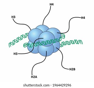 DNA wrapped around eight histone proteins with histone tails