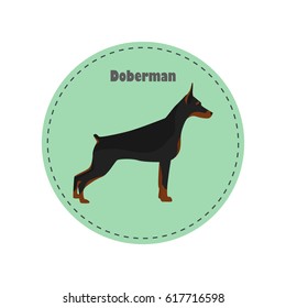 Doberman color flat icon for web and mobile design