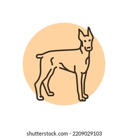 Doberman color line icon. Dog breed. Pictogram for web page, mobile app, promo.