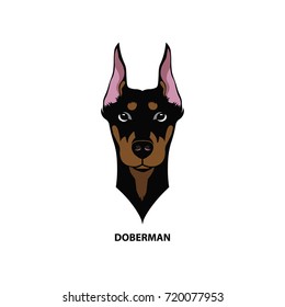 Doberman, colored head. Vector illustration.