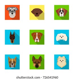 Doberman, Dalmatian, Dachshund, Spitz, Stafford and other breeds of dogs.Muzzle of the breed of dogs set collection icons in flat style vector symbol stock illustration web.