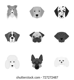 Doberman, Dalmatian, Dachshund, Spitz, Stafford and other breeds of dogs.Muzzle of the breed of dogs set collection icons in monochrome style vector symbol stock illustration web.