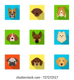 Doberman, Dalmatian, Dachshund, Spitz, Stafford and other breeds of dogs.Muzzle of the breed of dogs set collection icons in flat style vector symbol stock illustration web.