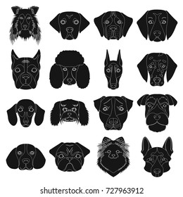 Doberman, Dalmatian, Dachshund, Spitz, Stafford and other breeds of dogs.Muzzle of the breed of dogs set collection icons in black style vector symbol stock illustration web.