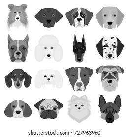 Doberman, Dalmatian, Dachshund, Spitz, Stafford and other breeds of dogs.Muzzle of the breed of dogs set collection icons in monochrome style vector symbol stock illustration web.