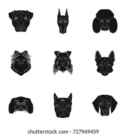 Doberman, Dalmatian, Dachshund, Spitz, Stafford and other breeds of dogs.Muzzle of the breed of dogs set collection icons in black style vector symbol stock illustration web.