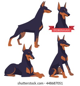 Doberman in different poses. Dog in flat vector style isolated on a white background.
