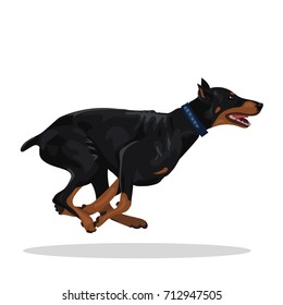 doberman dog