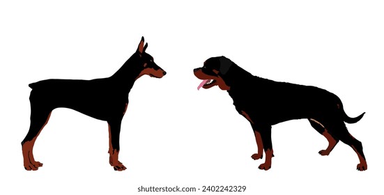 Perro Doberman contra la ilustración vectorial de rottweiler aislado. Perros guardianes militares alemanes se crían por detectar drogas de contrabando. El perro mejor amigo. Alerta, atención. Un asistente leal.