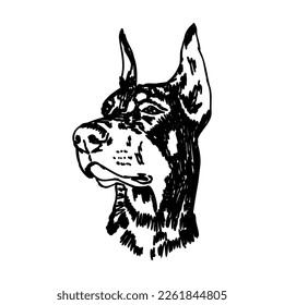 Doberman, perro, ilustración vectorial en blanco y negro. Retrato. La cabeza de un animal doméstico. Tatuaje también. Clipart, corte por láser. Imagen estándar aislada en fondo blanco.