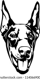 Doberman dog breed pet 