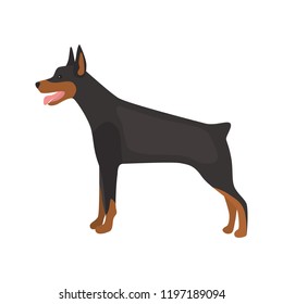 Doberman dog color vector icon. Flat design