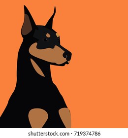 Doberman dog on an orange background