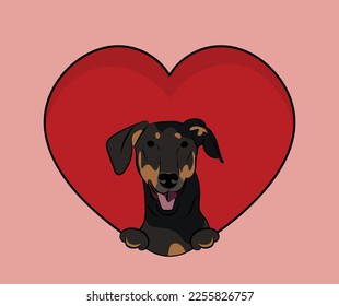 Doberman dog with paws in a big Valentine's day heart. Love heart with pet head and heart. Dog face Holding Pink Heart Cartoon Icon. St Valentine's day for dog funs. Holiday card with dog character.