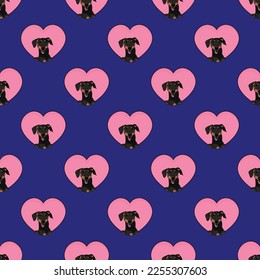 Doberman dog with paws pattern, Valentine's day heart wallpaper. Love heart with pet head holiday texture. Dog face Holding Heart Cartoon square background. St Valentine's day present paper.
