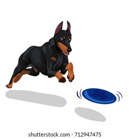 doberman dog play frisbee