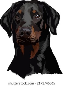 Doberman Dog Portrait. Vector Illustration