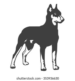 Doberman dog vector illustration