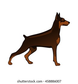 Doberman Dog Vector illustration