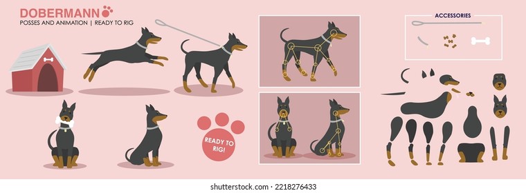 Ilustración vectorial de perro doberman lista para amarrarse para la animación. Perro caminando, jugando, sentado. Poses incluidos, así como activos desagregados listos para animar. Animación de caracteres con accesorios.  