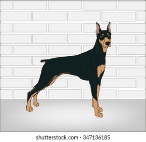 Doberman Dog Vector.Flat Design  