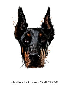 Doberman head portrait from a splash of watercolor, colored drawing, realistic. Vector illustration of paints