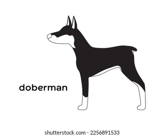 
Doberman, einzelne Vektorgrafik, Silhouetten auf weißem Hintergrund 