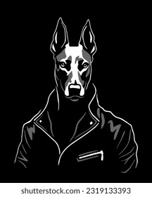 Doberman in a leather jacket on a dark background.