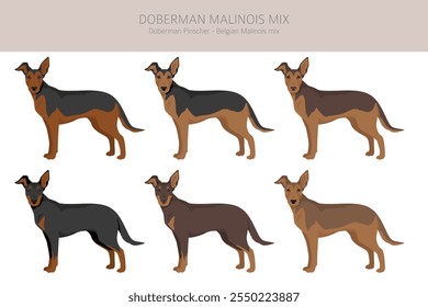 Doberman Malinois clipart. Belga Malinois Doberman Pinscher mix. Diferentes cores de casaco definido.  Ilustração vetorial