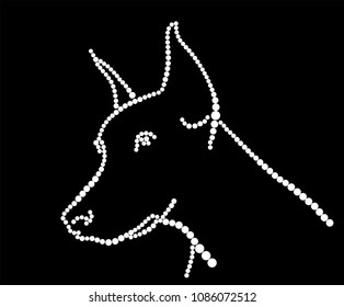 Doberman on a black background