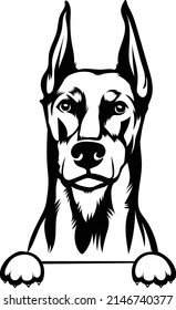 Doberman Peeking Dog Vector Image Canine Peek A Boo Dog Fast Dog Big Dog Hand Drawn Vector svg