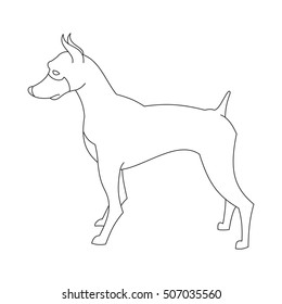 Doberman pincher dog line