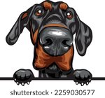 Doberman Pinscher Color Peeking Dogs. Color image of a dogs head isolated on a white background. Dog portrait, Vector illustration