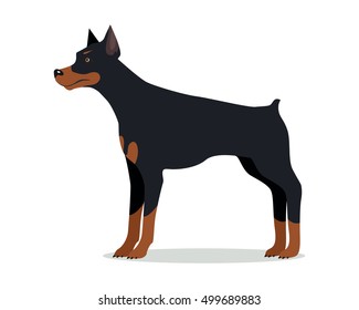 Doberman Pinscher, Dobermann, Doberman isolated on white. Dog of medium-large size with square build and short coat. Home pet. Popular compactly built and athletic breed. Series of puppies. Vector