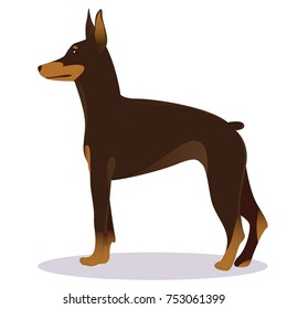 Doberman Pinscher dog brown vector illustration