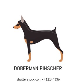 Doberman pinscher. Dog, flat icon. Isolated on white background.