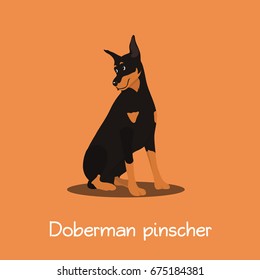 Doberman pinscher dog  illustration on orange background