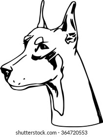 Doberman Pinscher dog vector illustration. Purebred canine hand drawn dog sketch. Simple watchdog portrait for your design.