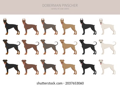 Doberman pinscher Hunde Clipkunst. Unterschiedliche Posen, Farben für die Fellfarbe.  Vektorgrafik