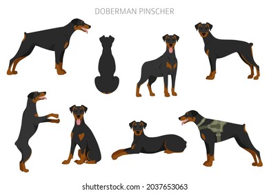 Doberman pinscher Hunde Clipkunst. Unterschiedliche Posen, Farben für die Fellfarbe.  Vektorgrafik