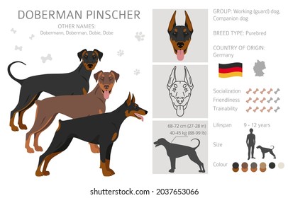 Doberman pinscher Hunde Clipkunst. Unterschiedliche Posen, Farben für die Fellfarbe.  Vektorgrafik