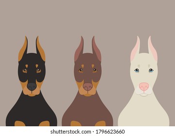 Doberman Pinscher dogs flat vector illustration. Purebred dogs in black, brown and albino phenotypes