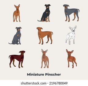 Doberman Pinscher drawing. Cute dog characters in various poses. Flat cartoon style. Full-color pinscher set. Most common pinscher colors. Standard and rare color breed.