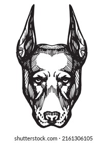 Doberman Pinscher Front View Head, Hand Drawn Sketch