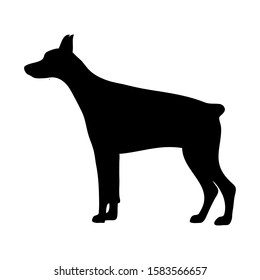Doberman pinscher  Isolated vector illustration  silhouette breed dog dog show use on banners business cards postcards icon advertising black on white run stand sporty elegant grace animal 
