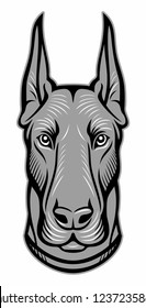 Doberman pinscher portrait. Dog head. Animal vector illustration.