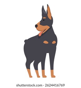 Doberman pinscher standing and looking away with tongue out