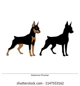 Doberman pinscher - Stock Vector. Isolated silhouette