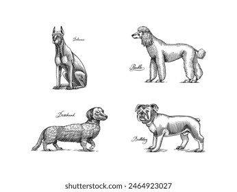 Doberman, poodle, dachshund, bulldog. Perros En Este Dibujo. Diferentes razas de animales domésticos. Colección de diseño de personajes cachorros. Esbozo monocromo grabado a mano. Antiguas line art.